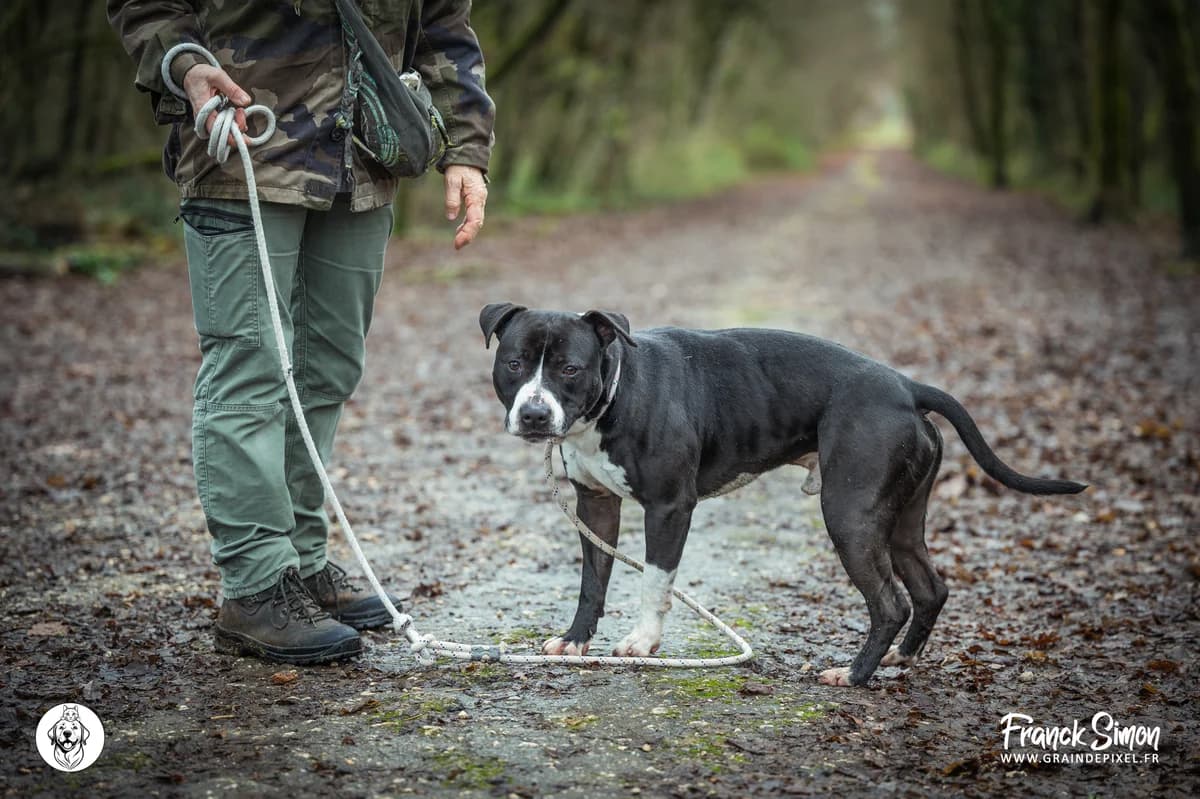 MAXOU, male 4yo American Staffordshire Terrier for adoption at Refuge Angoumois, Angoulême