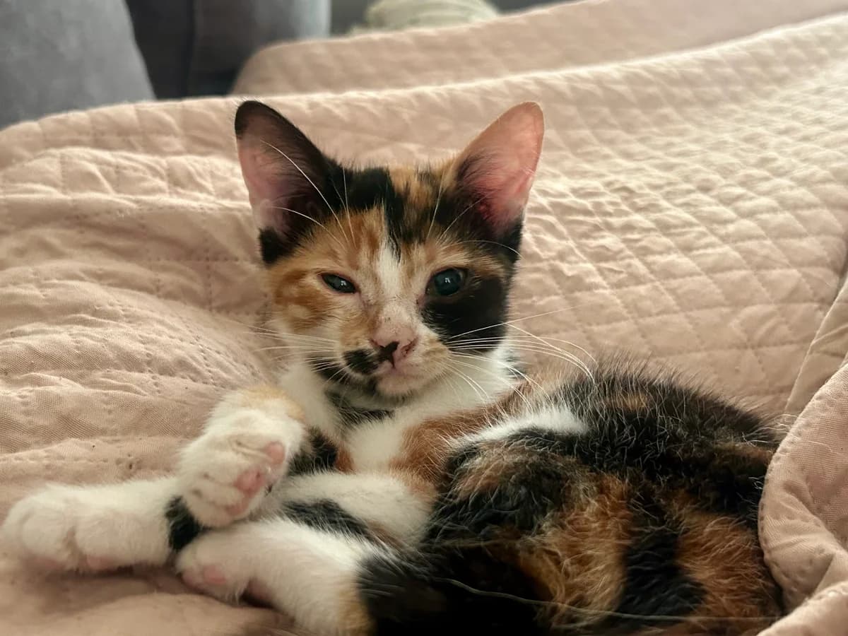 MAY, female puppy European Shorthair for adoption at Refuge Angoumois, Angoulême