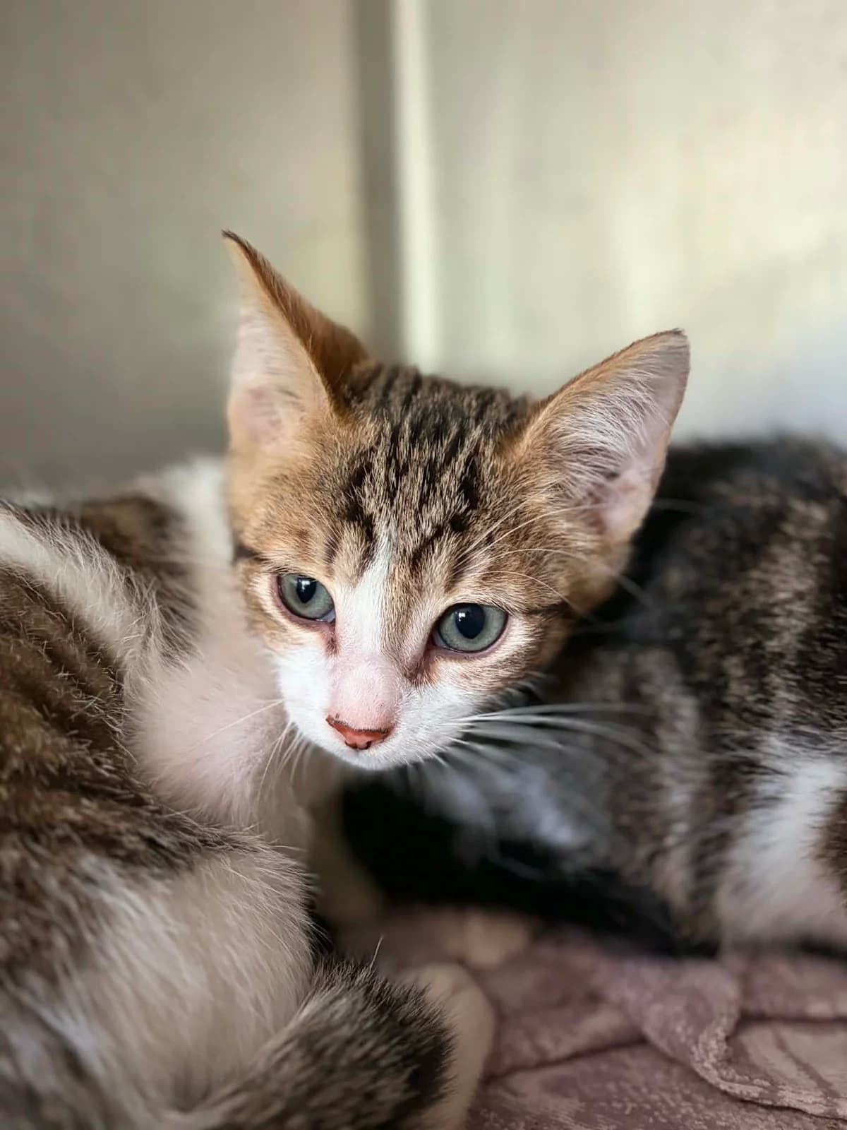 MELON, male puppy European Shorthair for adoption at Refuge Angoumois, Angoulême
