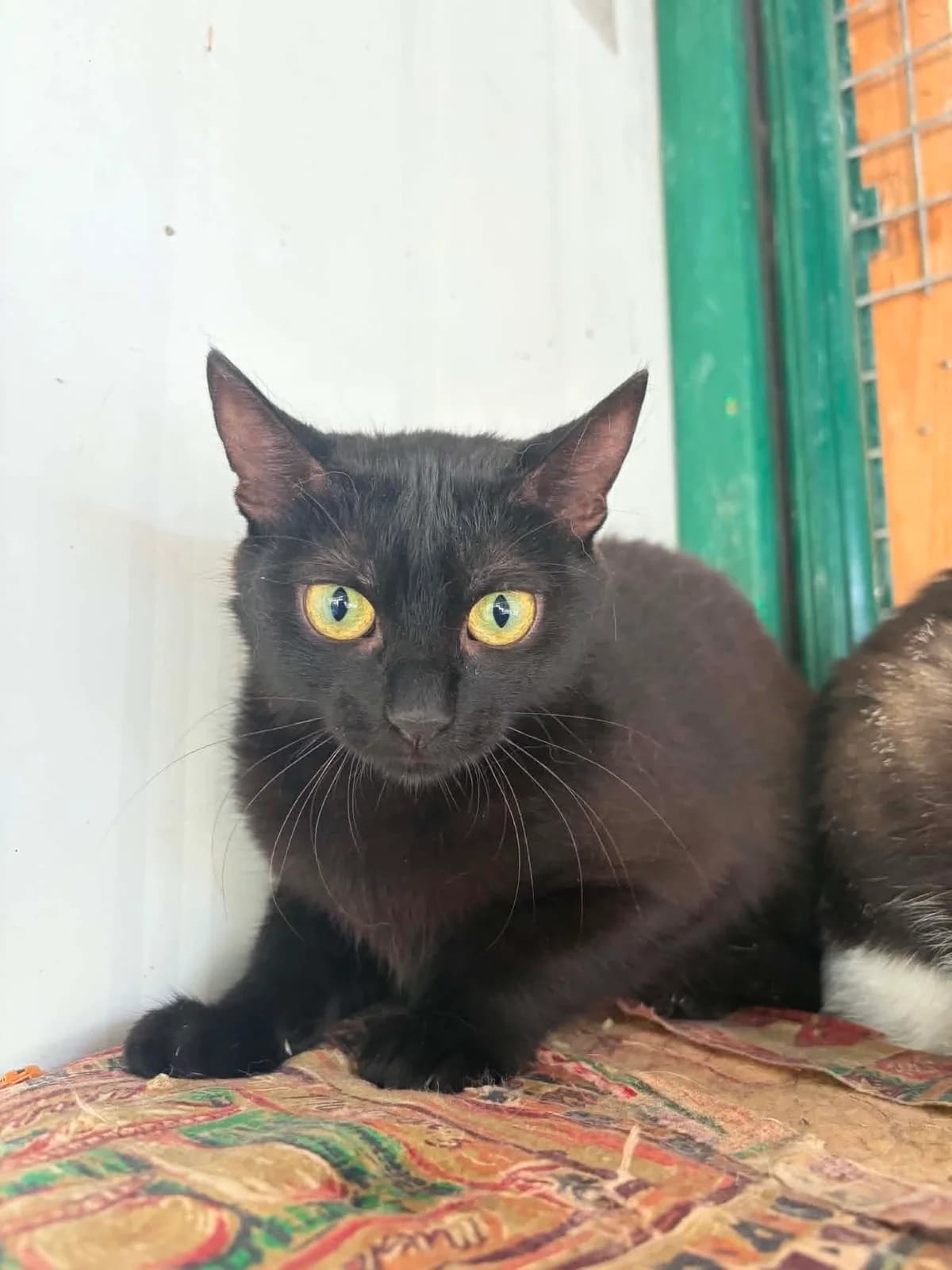 MERCREDI, female puppy European Shorthair for adoption at Refuge Angoumois, Angoulême