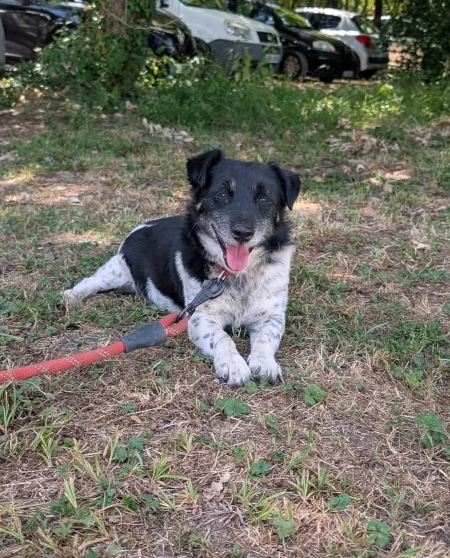 MIKO, male senior mixed breed for adoption at Refuge Angoumois, Angoulême