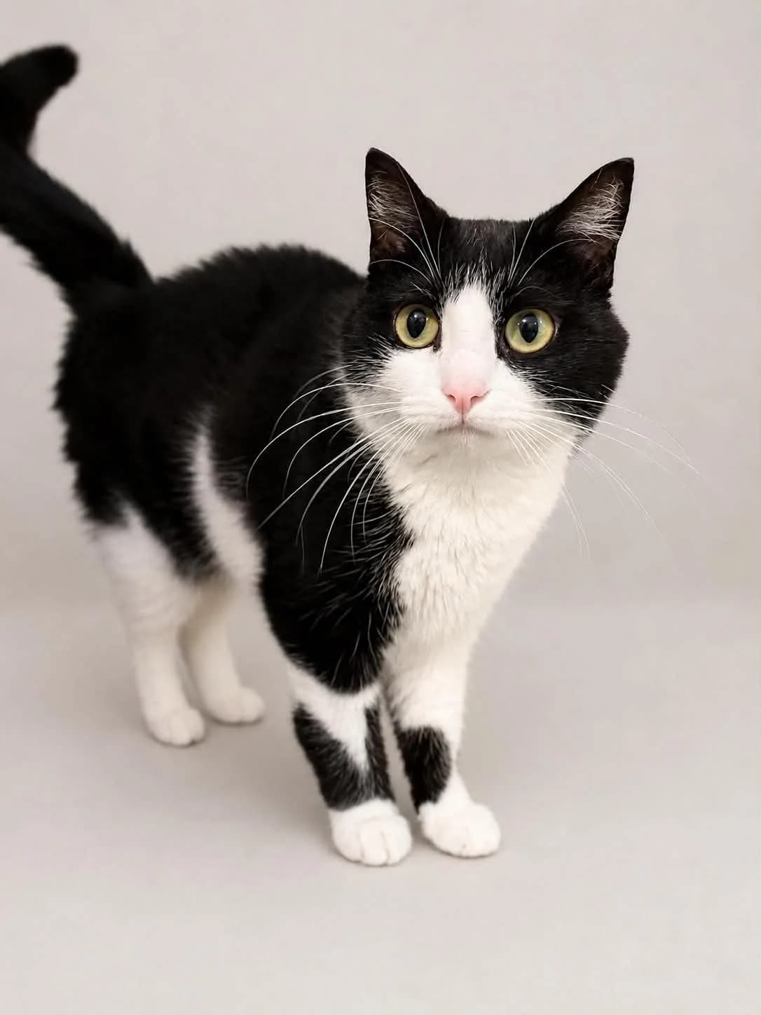 MINETTE, female 6yo European Shorthair for adoption at Refuge Angoumois, Angoulême