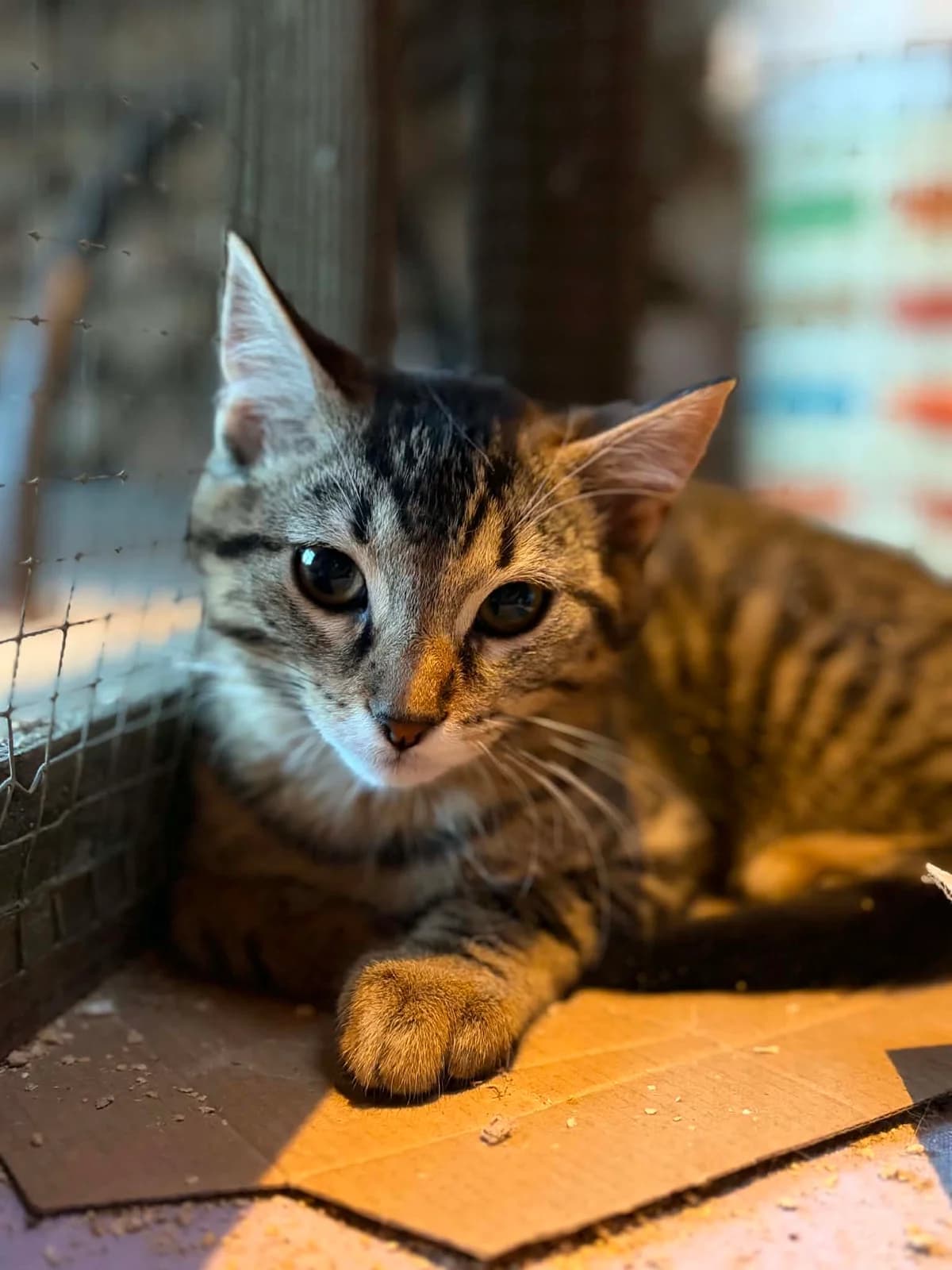 MISS PERIGRINE, female puppy European Shorthair for adoption at Refuge Angoumois, Angoulême