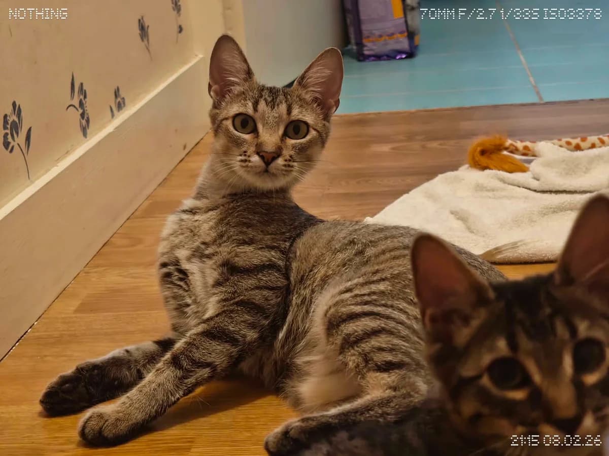 MISSOU, female 3yo European Shorthair for adoption at Refuge Angoumois, Angoulême