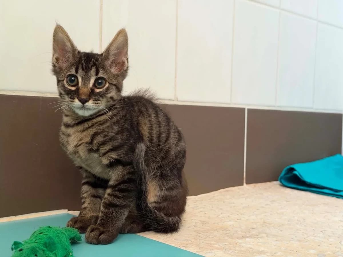 MOHICAN, male puppy European Shorthair for adoption at Refuge Angoumois, Angoulême