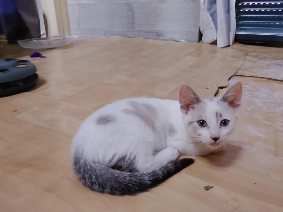 MOKA, female puppy European Shorthair for adoption at Refuge Angoumois, Angoulême