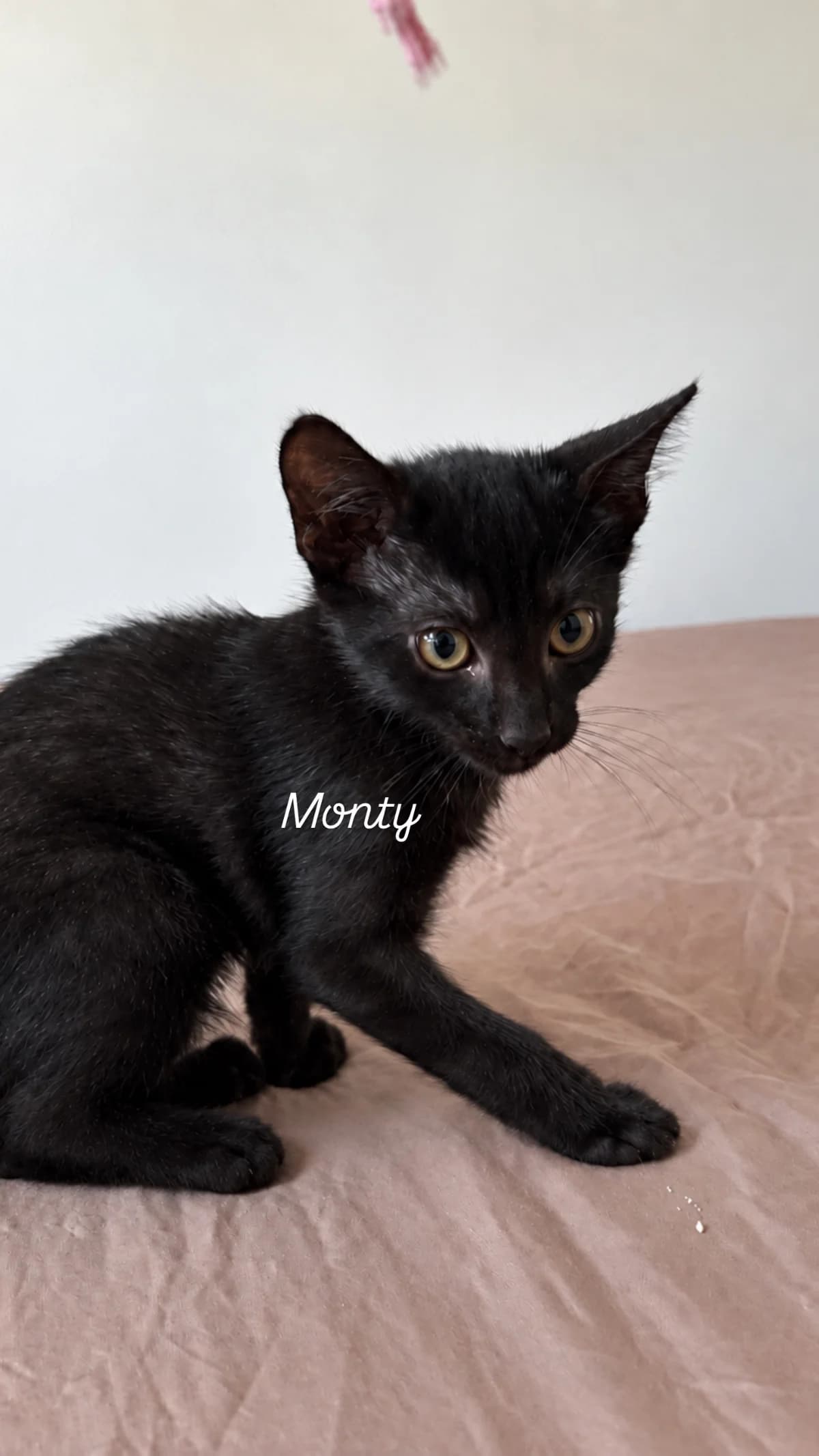 MONTY, male puppy European Shorthair for adoption at Refuge Angoumois, Angoulême