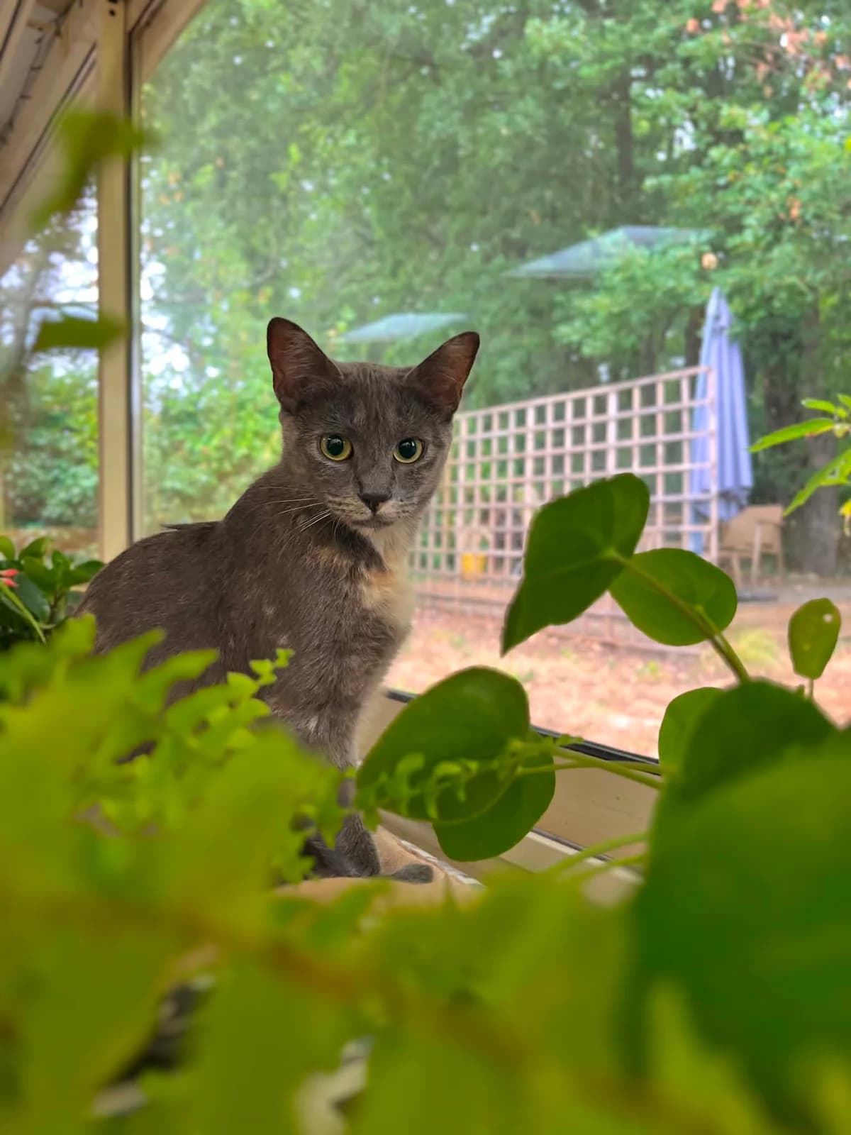 MOUETTE, female puppy European Shorthair for adoption at Refuge Angoumois, Angoulême