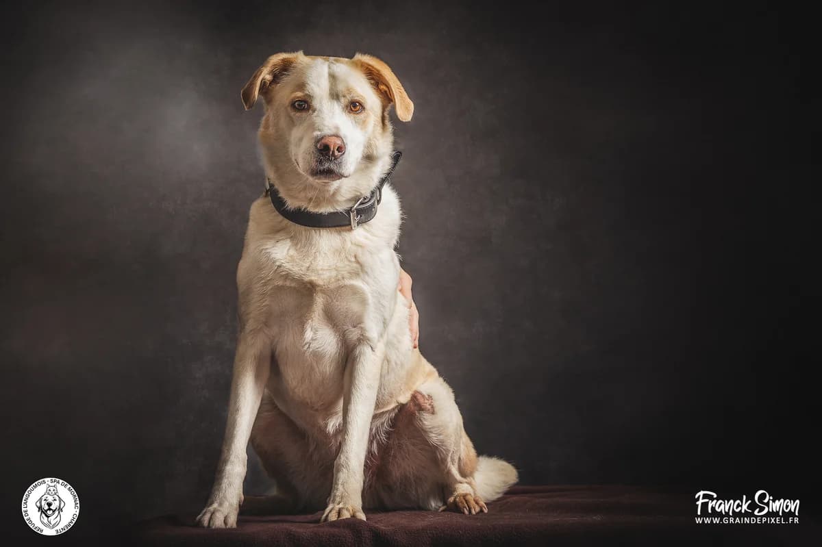 MUSTANG, male senior Labrador Retriever for adoption at Refuge Angoumois, Angoulême