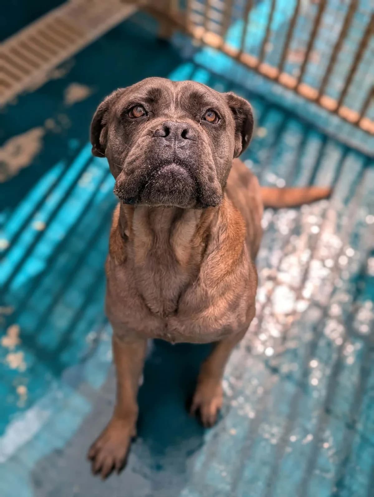 VENUS, female young Cane Corso for adoption at Refuge Angoumois, Angoulême