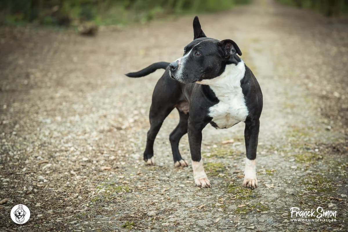 NALA, female senior Staffordshire Bull Terrier for adoption at Refuge Angoumois, Angoulême