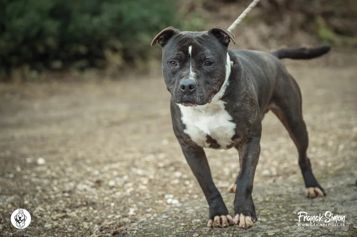 NAVARRO, male senior mixed breed for adoption at Refuge Angoumois, Angoulême