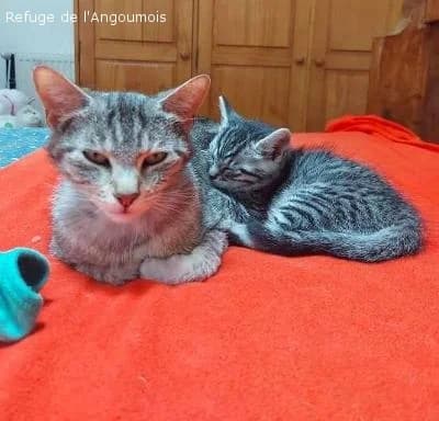 NINA, female 4yo European Shorthair for adoption at Refuge Angoumois, Angoulême