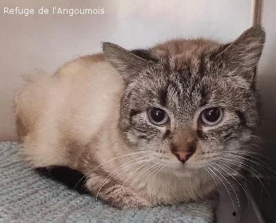 NOUGAT, male senior Siamese for adoption at Refuge Angoumois, Angoulême