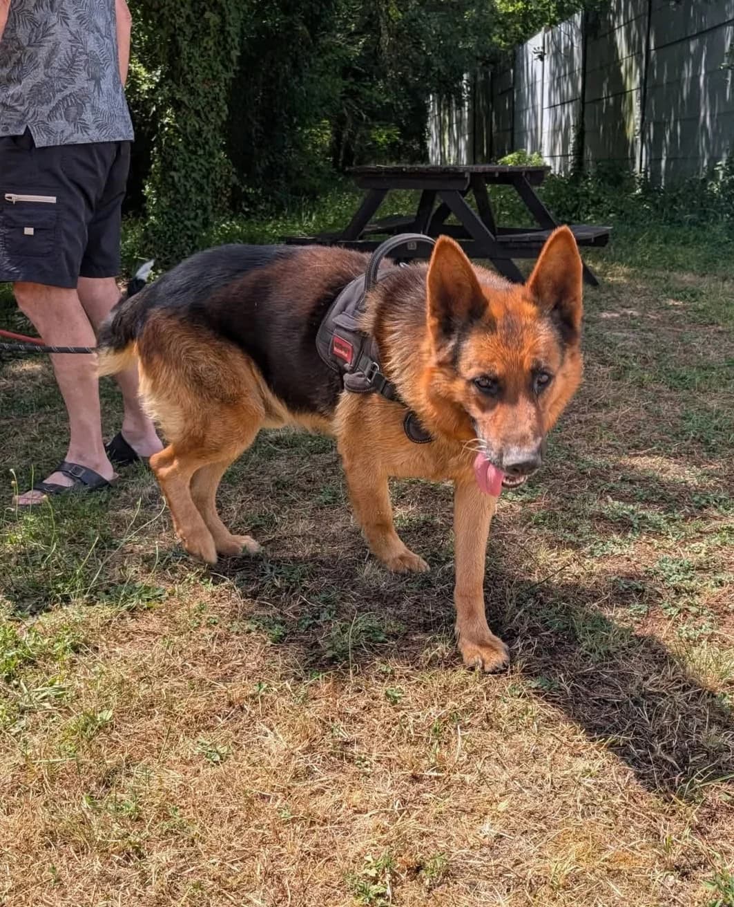 NOUNOURS, male senior German Shepherd for adoption at Refuge Angoumois, Angoulême