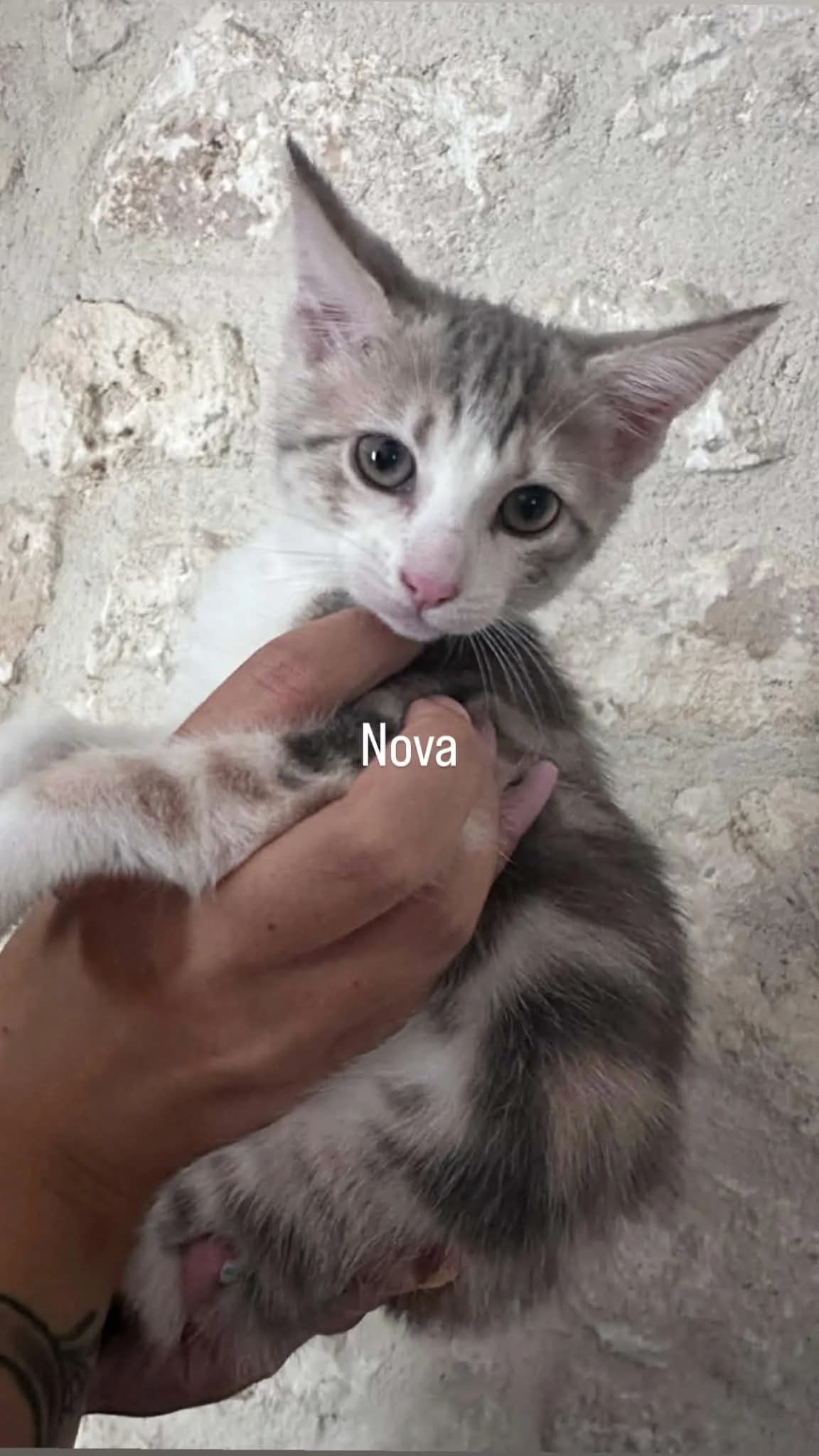 NOVA, female puppy European Shorthair for adoption at Refuge Angoumois, Angoulême