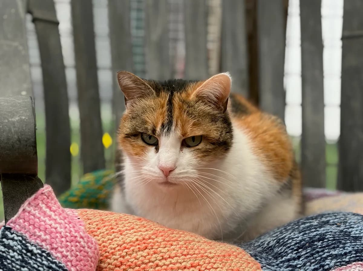 NYMPHE, female senior mixed breed for adoption at Refuge Angoumois, Angoulême