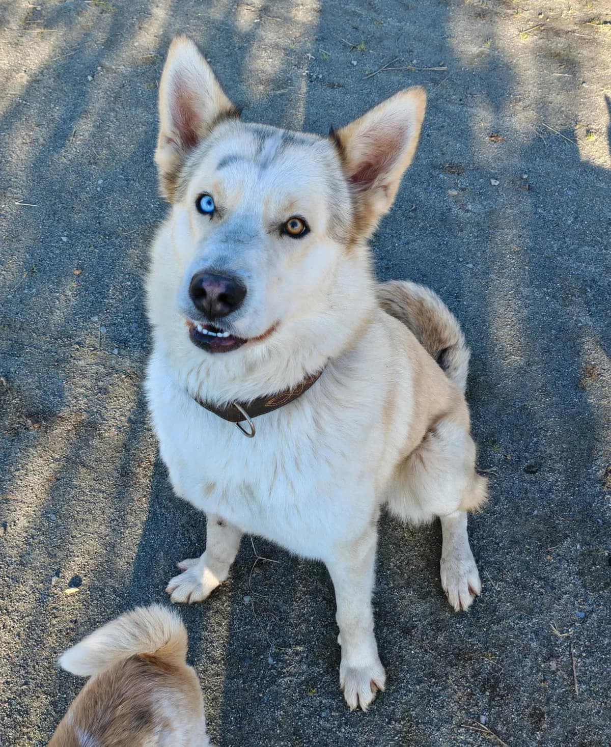 OLAF, male young Husky for adoption at Refuge Angoumois, Angoulême