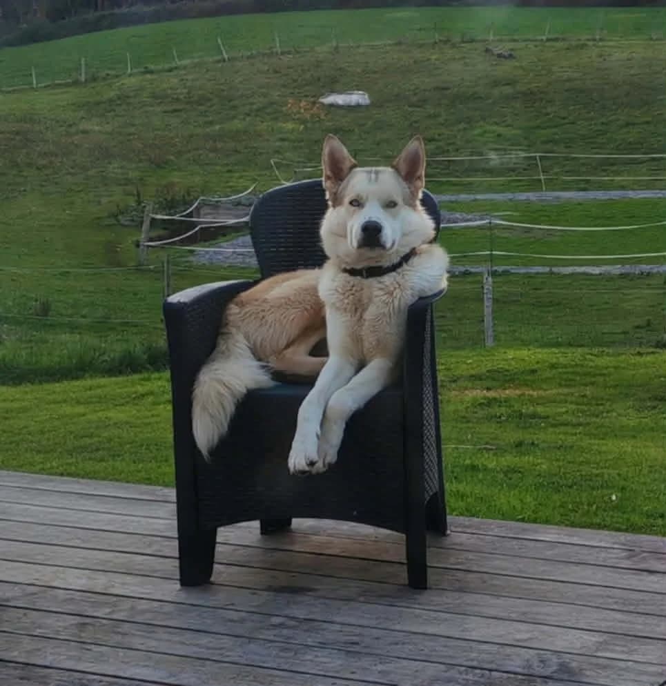 OLAF, male young Husky for adoption at Refuge Angoumois, Angoulême