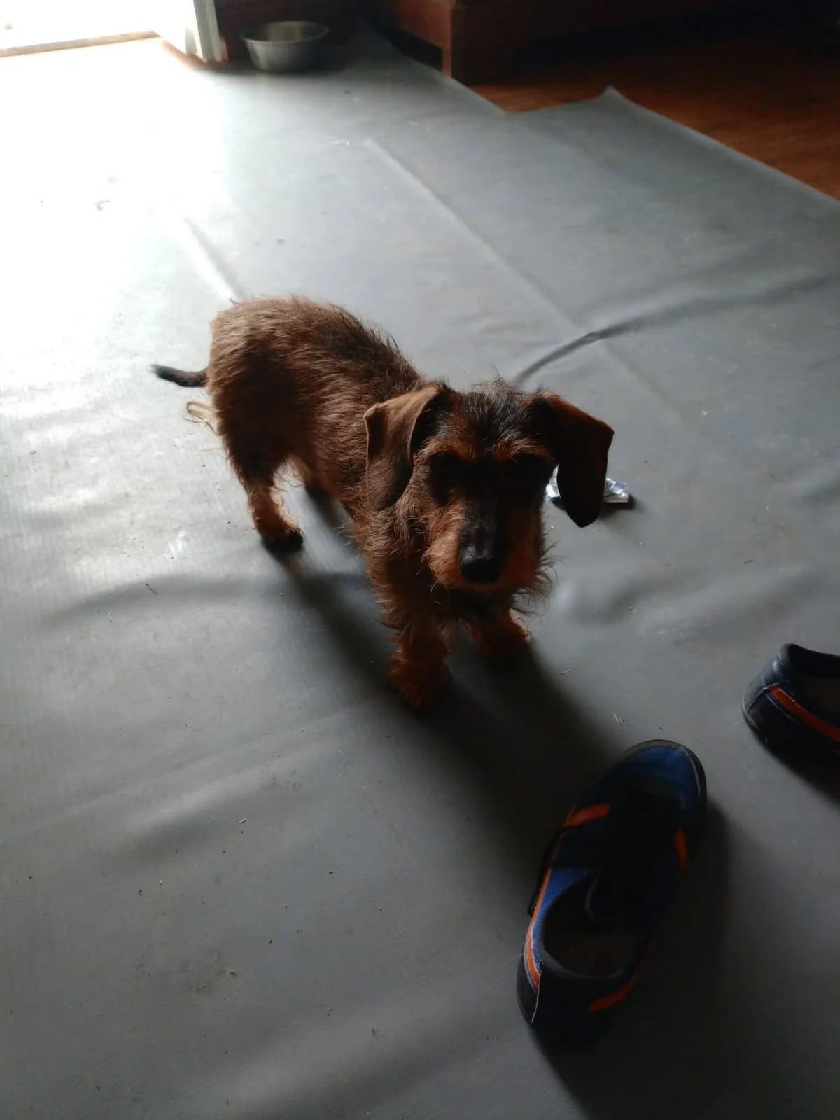 OLIVE, female 7yo Dachshund for adoption at Refuge Angoumois, Angoulême