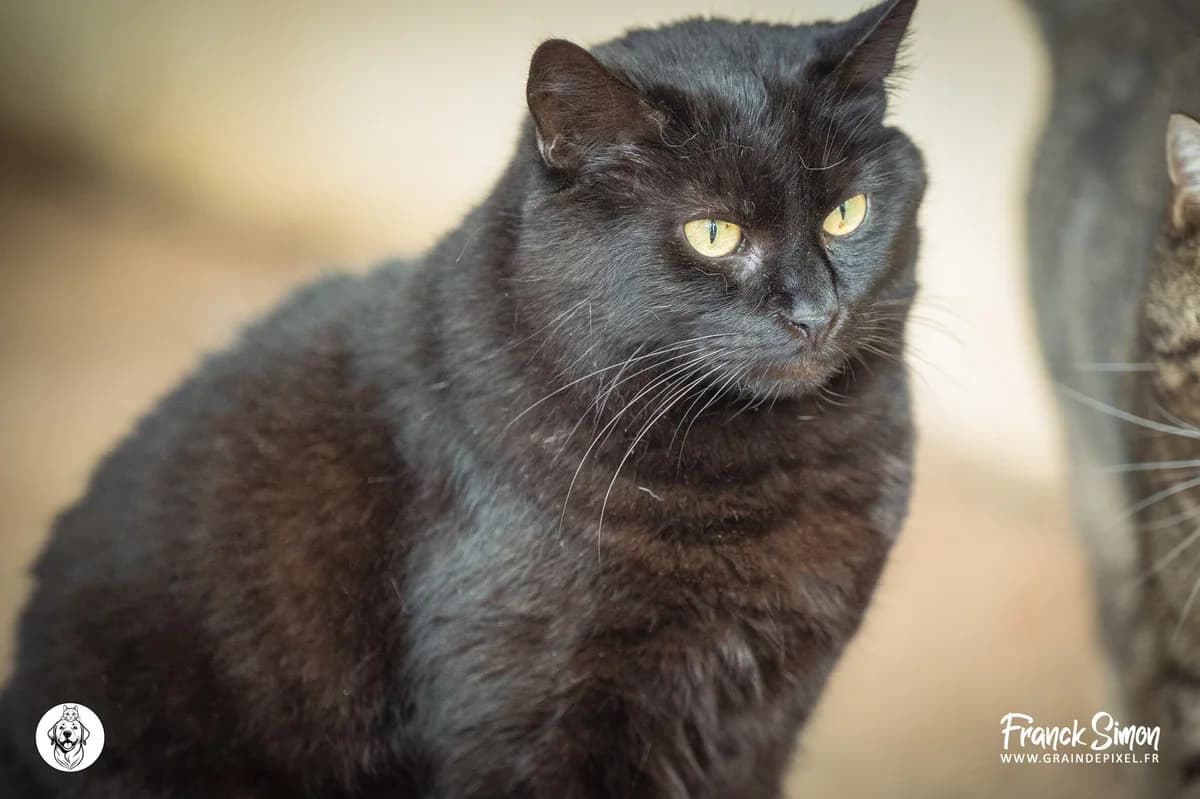 ONYX, male senior European Shorthair for adoption at Refuge Angoumois, Angoulême