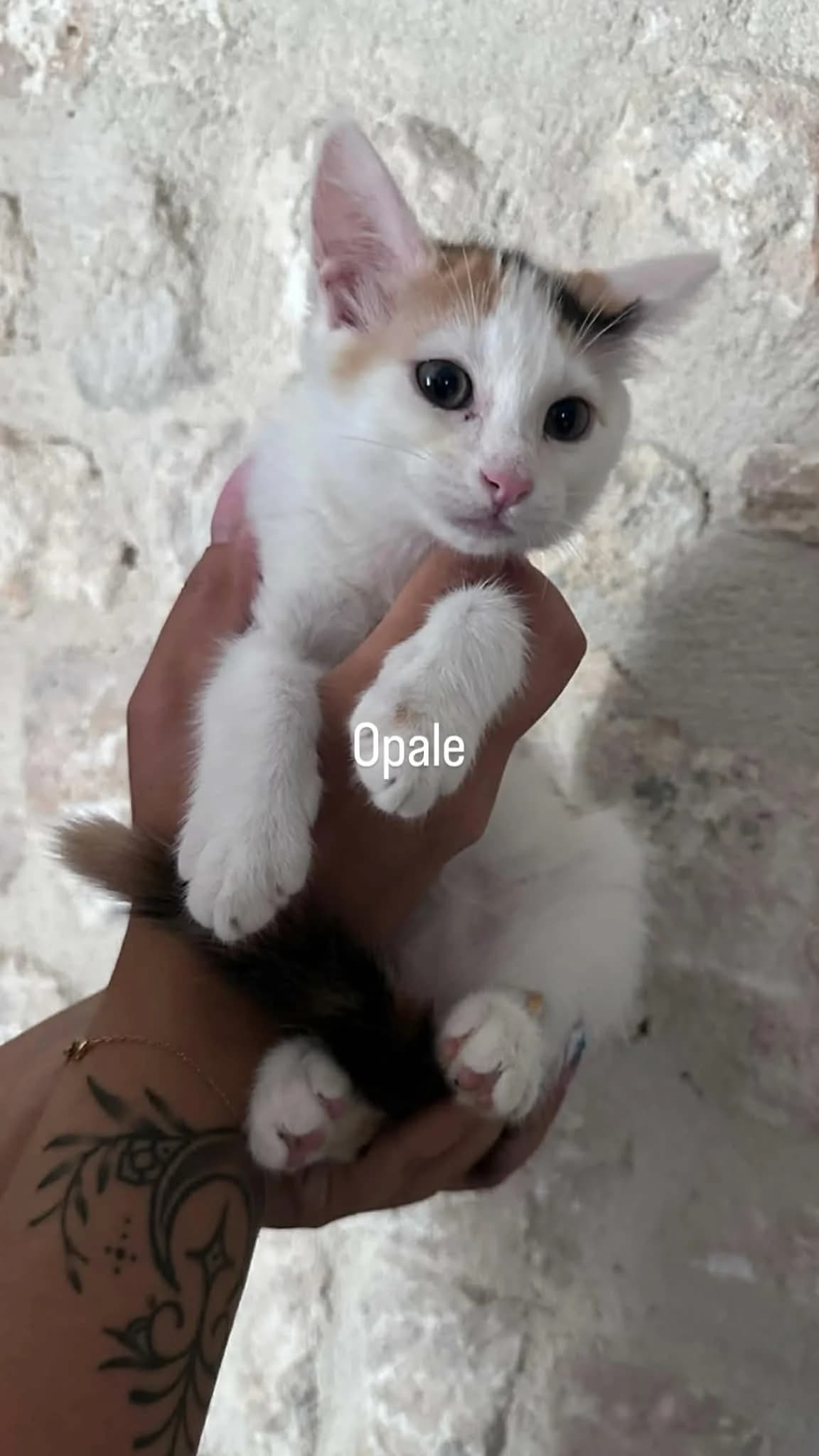 OPALE, female puppy European Shorthair for adoption at Refuge Angoumois, Angoulême