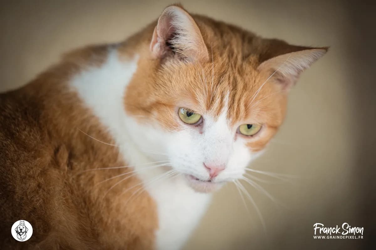 ORDO, male senior mixed breed for adoption at Refuge Angoumois, Angoulême
