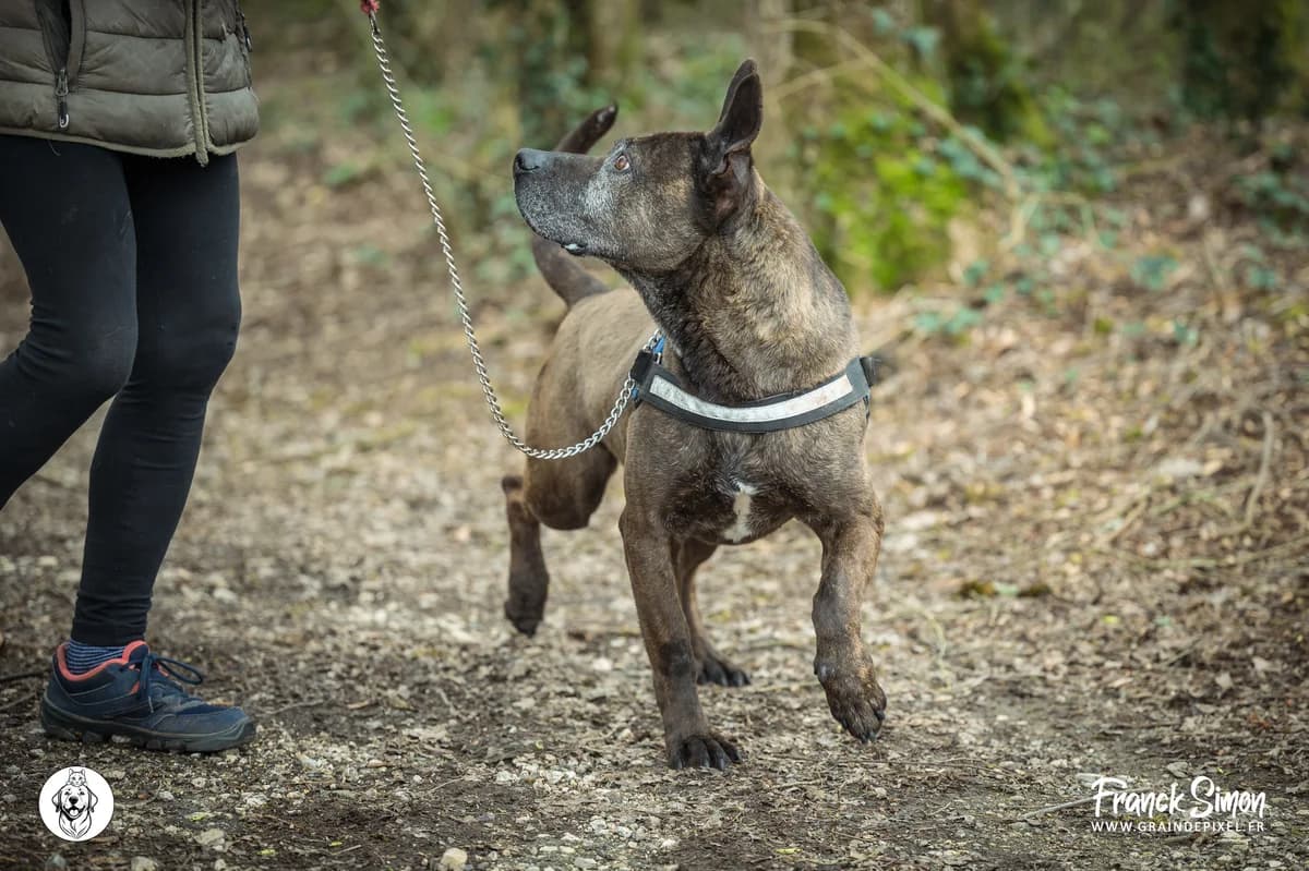OSAKA, male senior Bull Terrier for adoption at Refuge Angoumois, Angoulême
