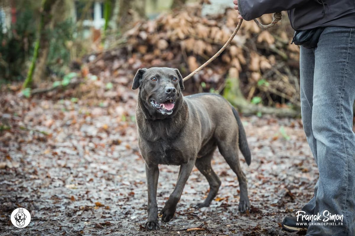 OSLO, male 7yo Labrador Retriever for adoption at Refuge Angoumois, Angoulême