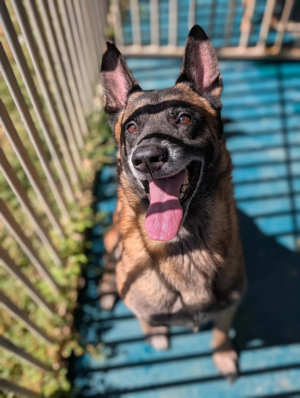 OSSONN, male 7yo Belgian Malinois for adoption at Refuge Angoumois, Angoulême