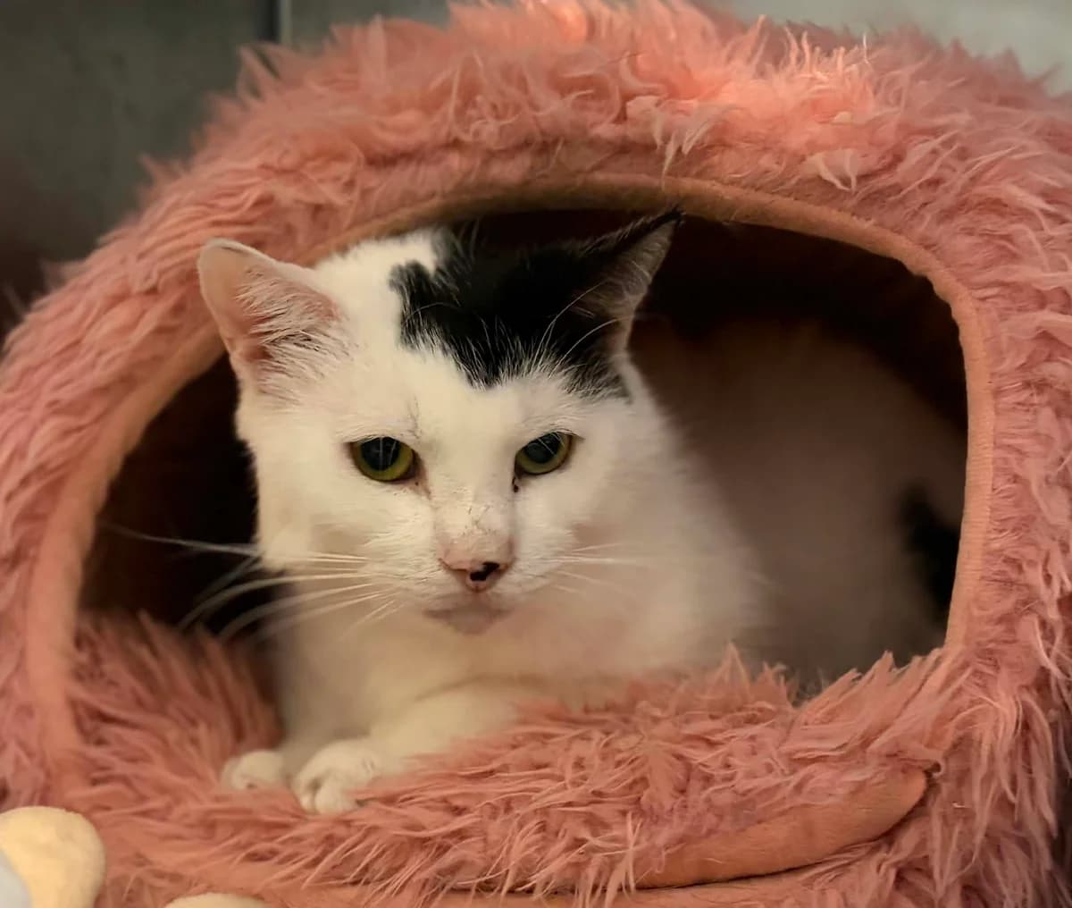 OURAGAN, male European Shorthair for adoption at Refuge Angoumois, Angoulême