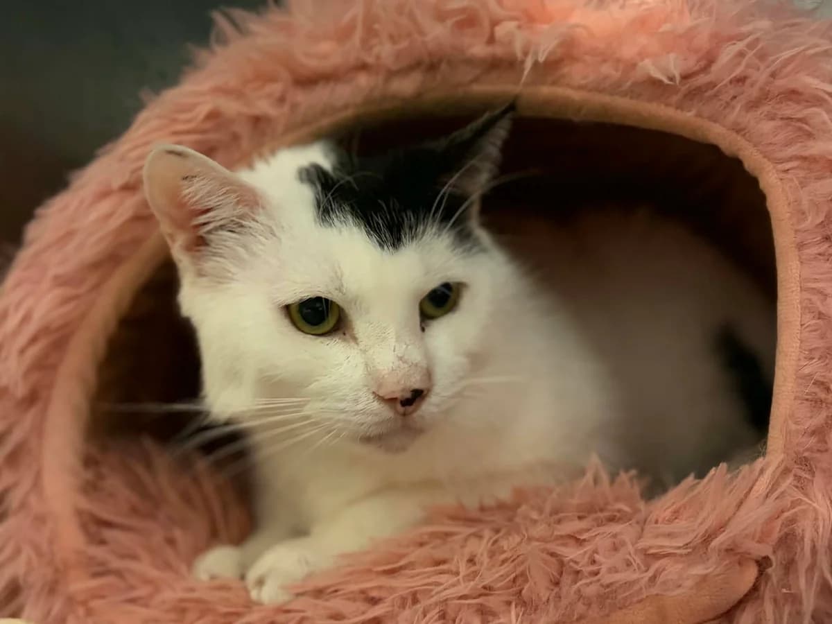 OURAGAN, male senior European Shorthair for adoption at Refuge Angoumois, Angoulême