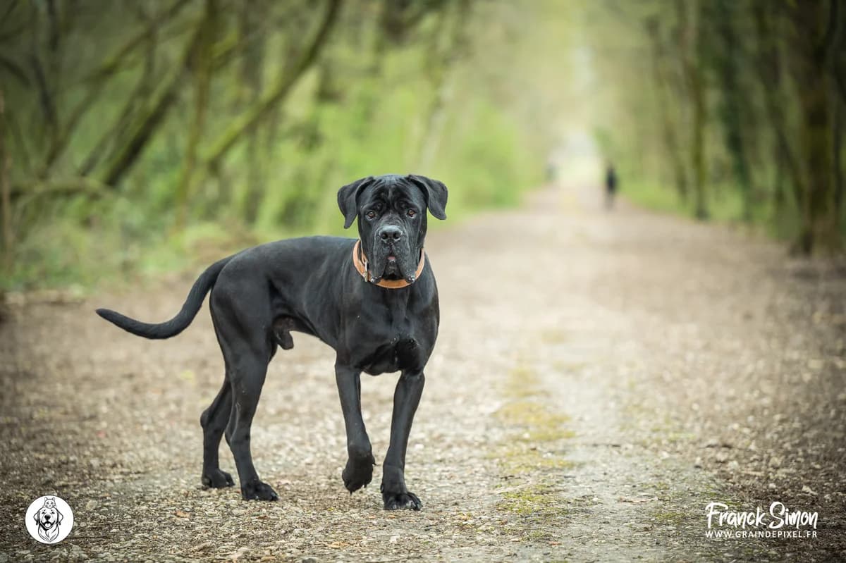 OXO, male young Cane Corso for adoption at Refuge Angoumois, Angoulême