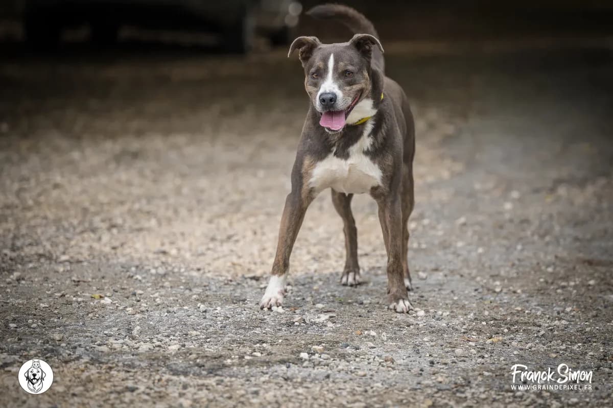 PACHA, male 7yo Cane Corso for adoption at Refuge Angoumois, Angoulême