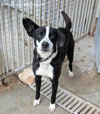 PACO, male 5yo Border Collie for adoption at Refuge Angoumois, Angoulême