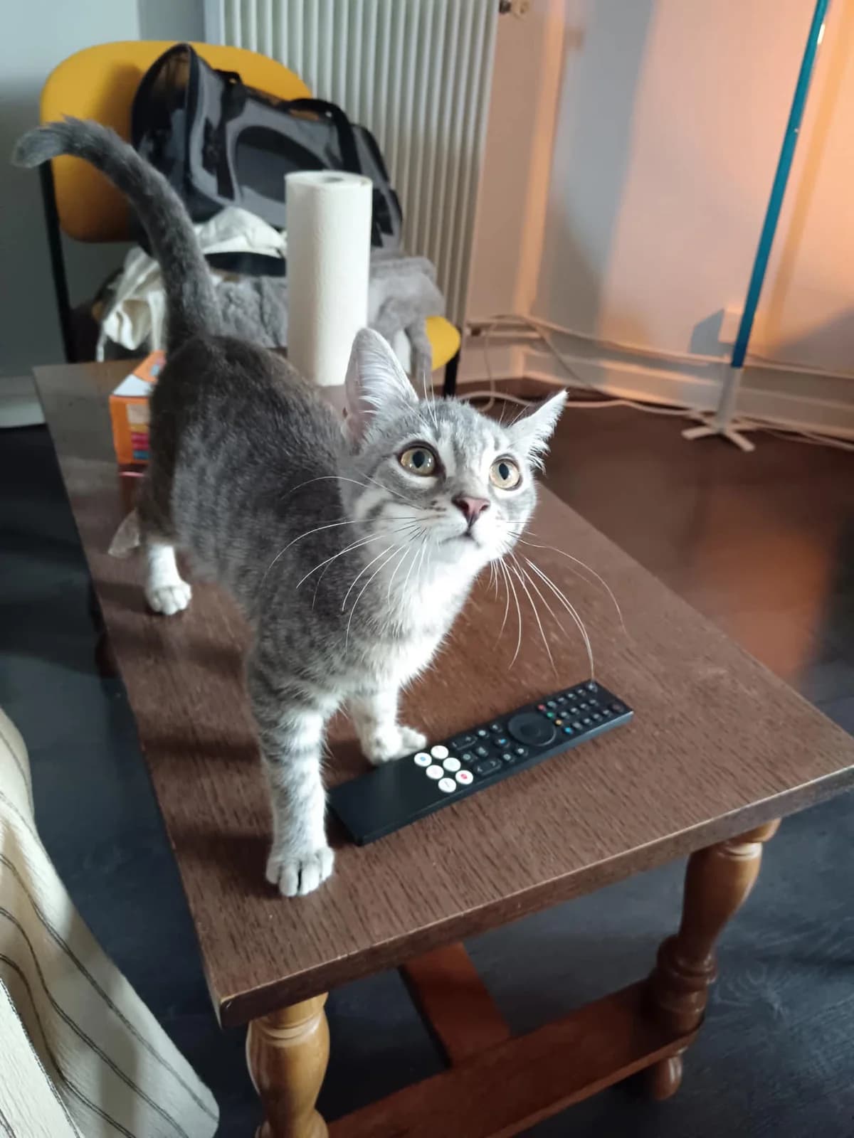 PAIN PITA, female puppy European Shorthair for adoption at Refuge Angoumois, Angoulême