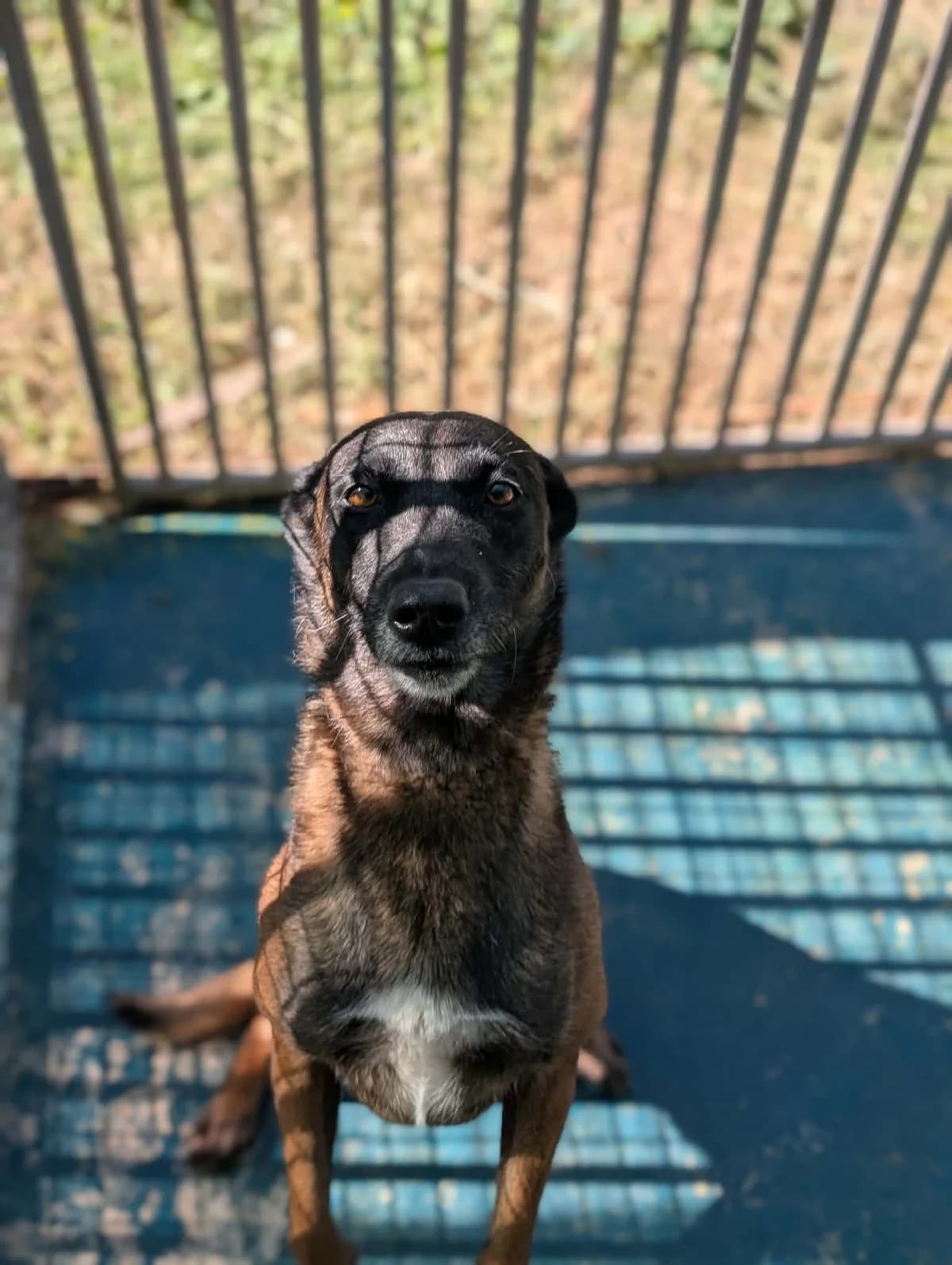 PALMA, female 7yo Belgian Malinois for adoption at Refuge Angoumois, Angoulême