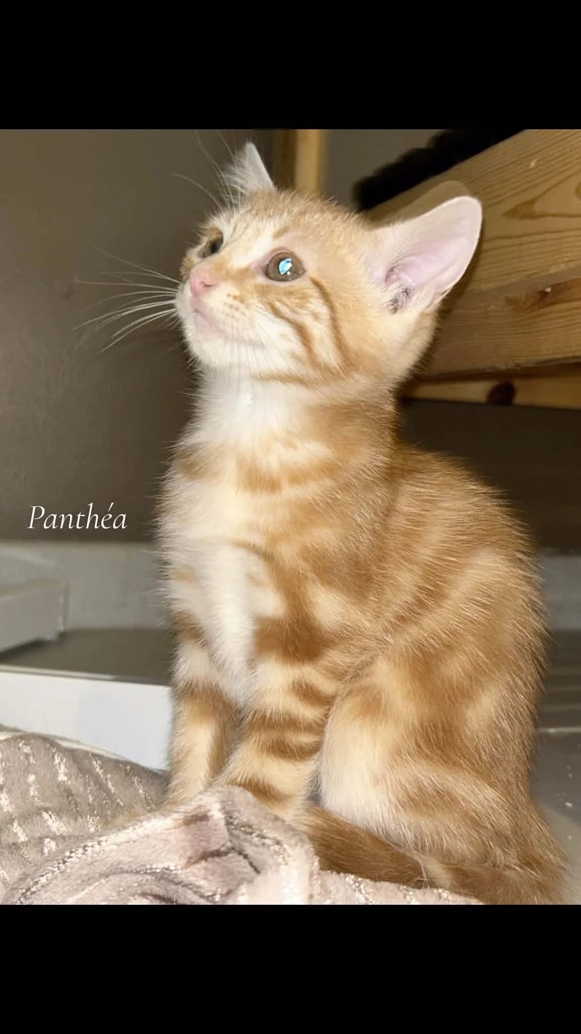 PANTHEA, female puppy European Shorthair for adoption at Refuge Angoumois, Angoulême