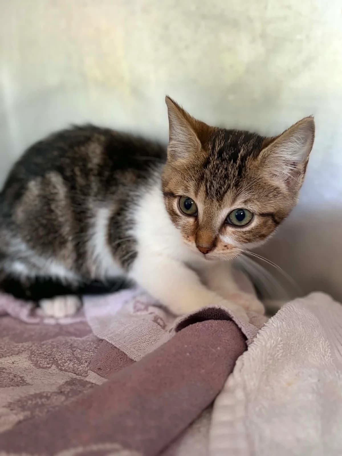PASTEQUE, female puppy European Shorthair for adoption at Refuge Angoumois, Angoulême