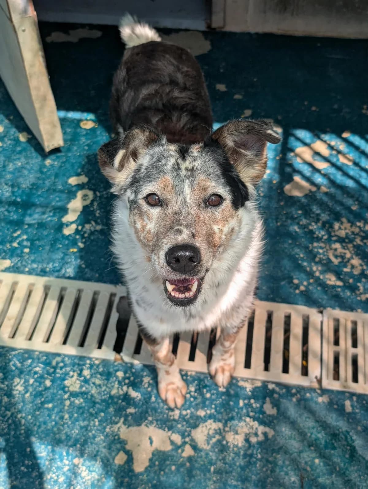 PASTIS, male senior mixed breed for adoption at Refuge Angoumois, Angoulême