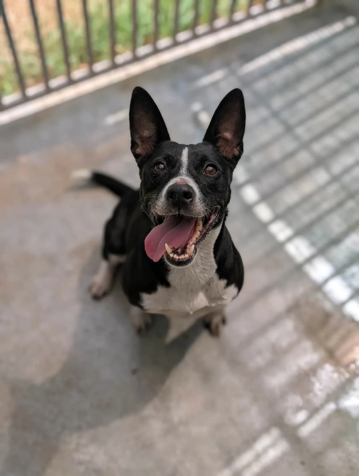 PENELOPE, female 5yo Border Collie for adoption at Refuge Angoumois, Angoulême