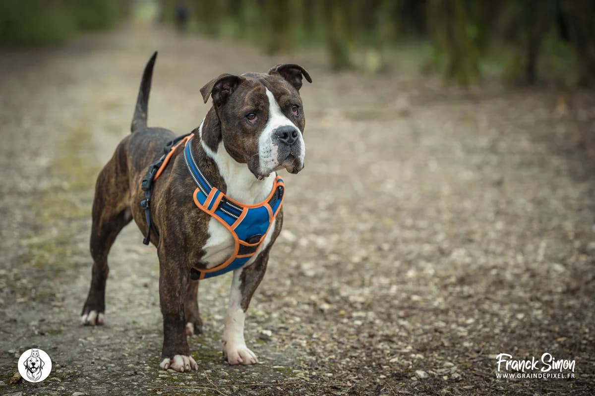 PEPITO, male senior American Bully for adoption at Refuge Angoumois, Angoulême
