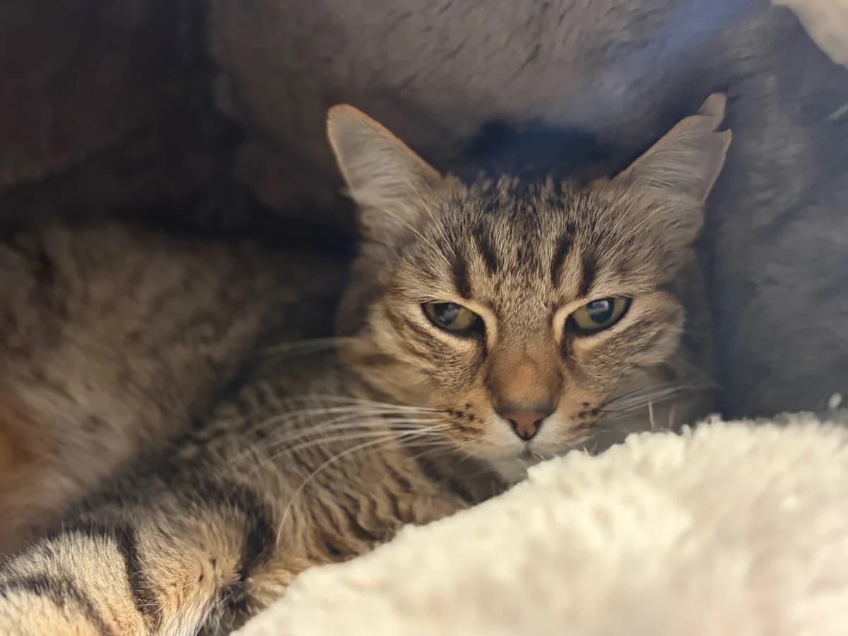 PILOU, male senior European Shorthair for adoption at Refuge Angoumois, Angoulême