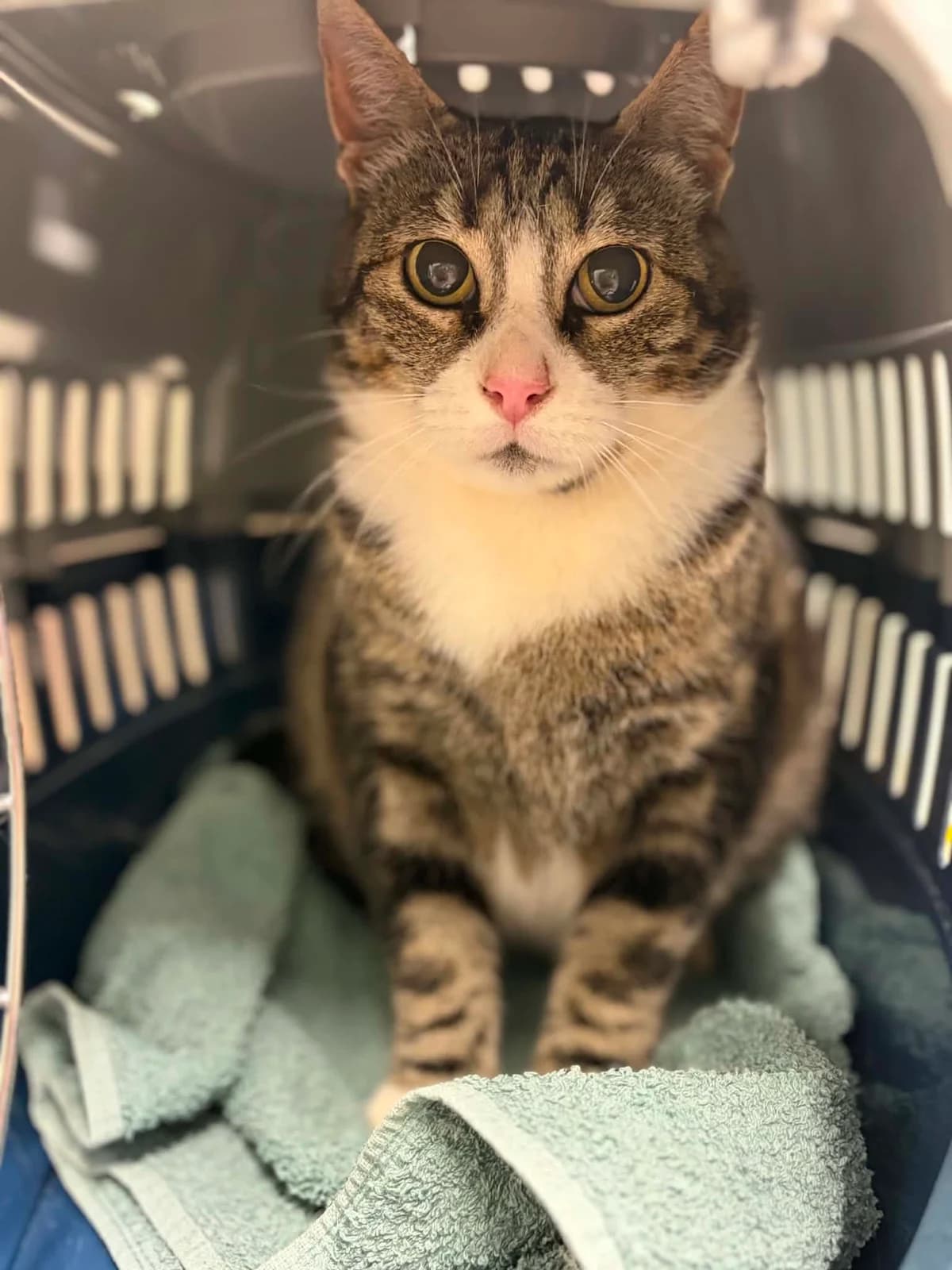 PISSO, female 3yo European Shorthair for adoption at Refuge Angoumois, Angoulême