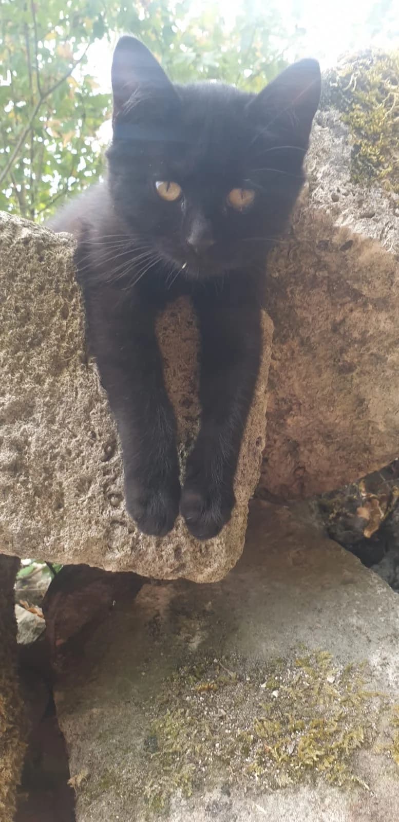 POPIE, female puppy European Shorthair for adoption at Refuge Angoumois, Angoulême