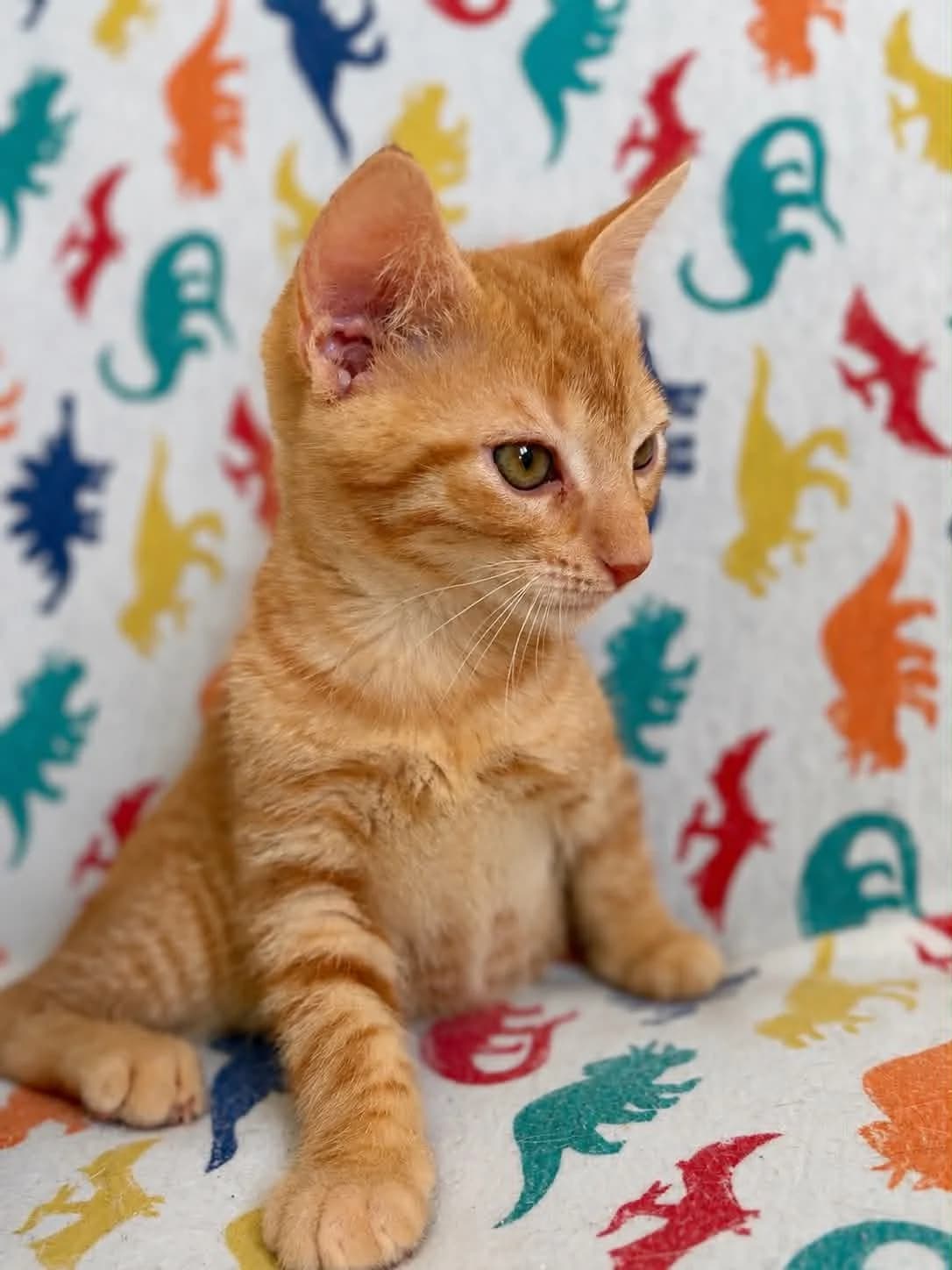 POUKMOUT, male puppy European Shorthair for adoption at Refuge Angoumois, Angoulême