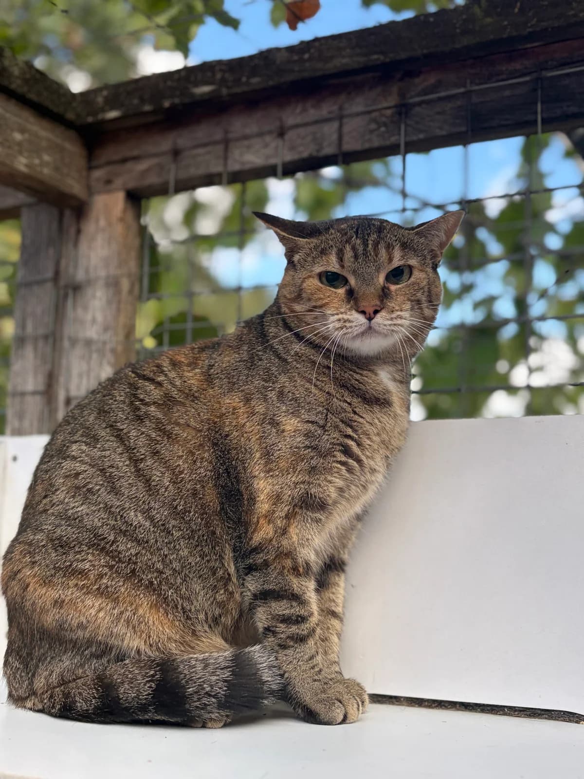 PRALINE, female 3yo European Shorthair for adoption at Refuge Angoumois, Angoulême
