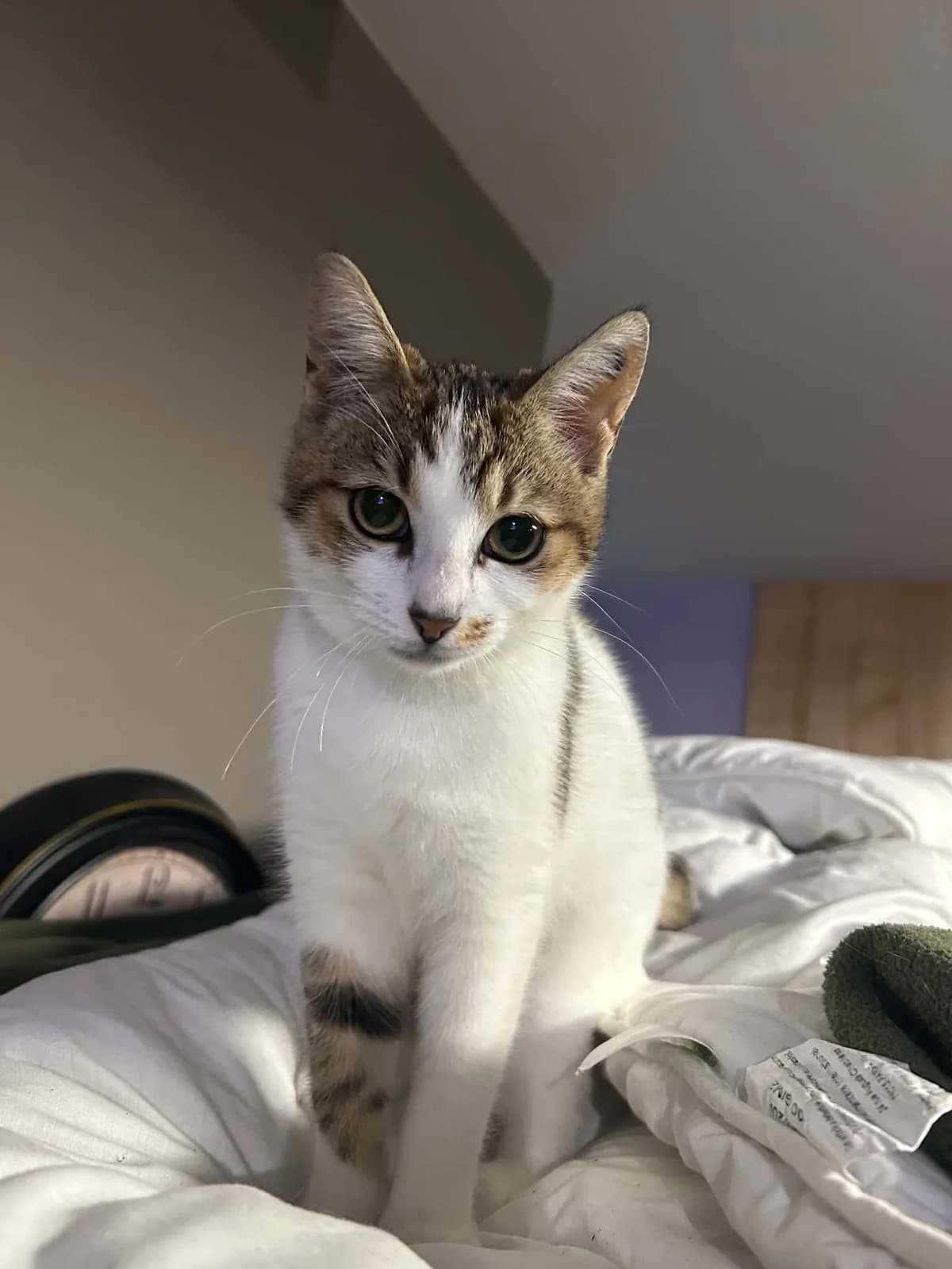 PRUNETTE, female puppy European Shorthair for adoption at Refuge Angoumois, Angoulême