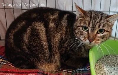 RAÏSSA, female 5yo European Shorthair for adoption at Refuge Angoumois, Angoulême
