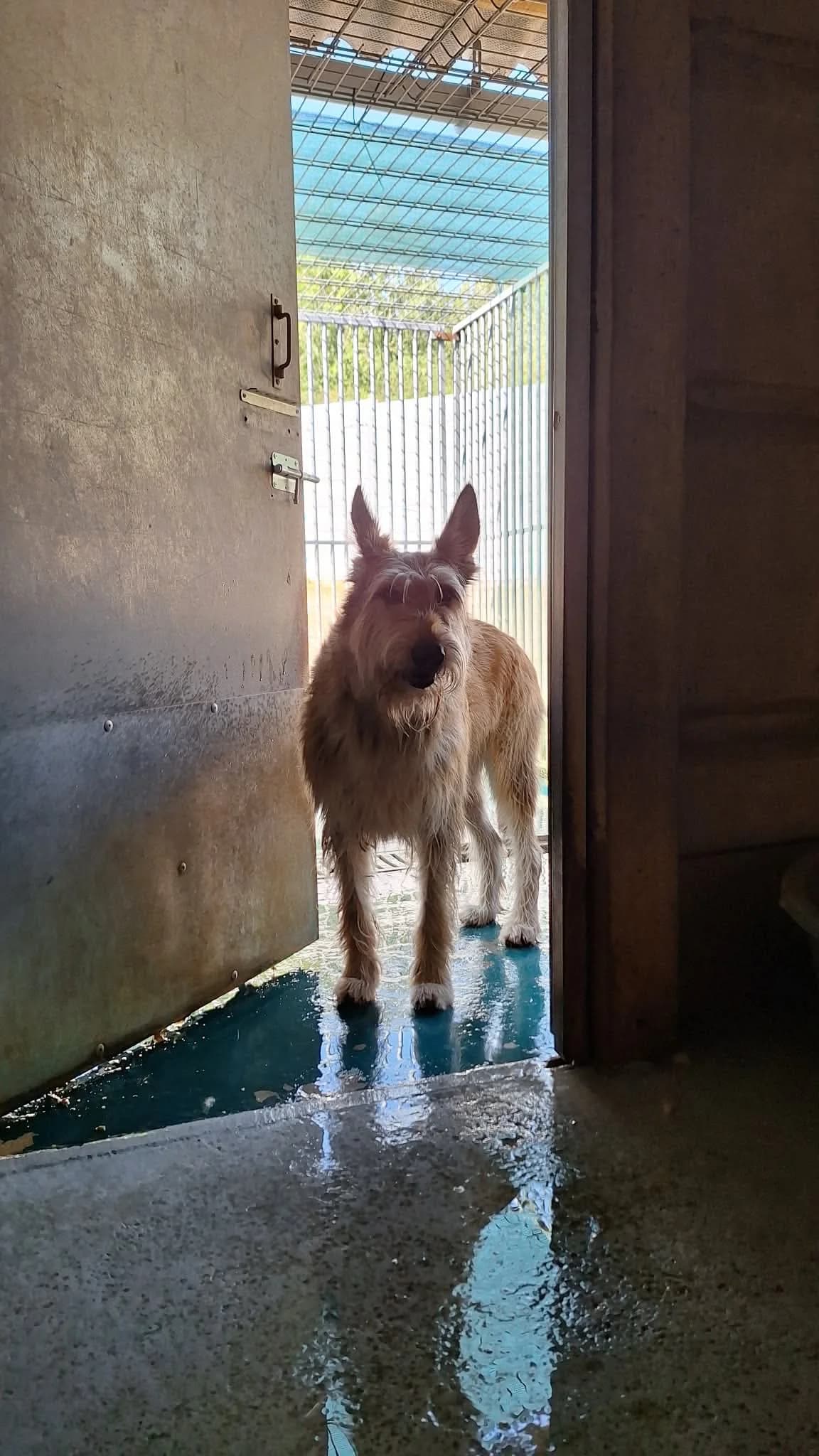 RALPH, male 6yo mixed breed for adoption at Refuge Angoumois, Angoulême